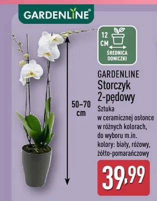Storczyk 2-pędowy promocja w Aldi