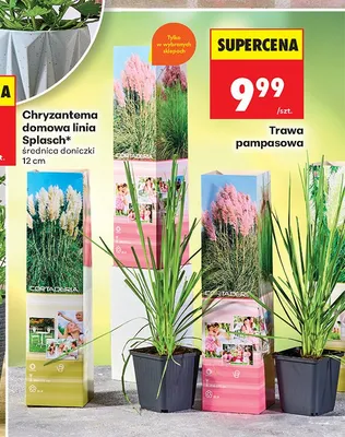 Trawa pampasowa promocja w Biedronka