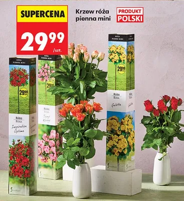 Krzew róża pienna mini promocja w Biedronka