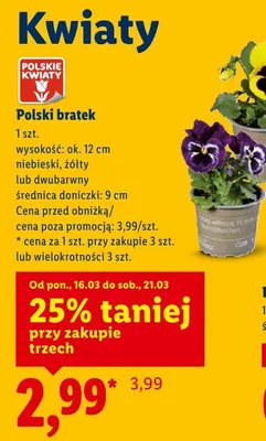 Polski bratek promocja w Lidl