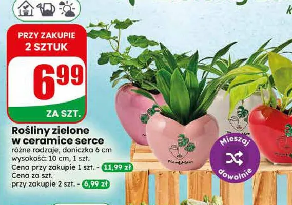 Rośliny zielone w ceramice serce doniczka 6cm wysokość 10cm promocja w Dino