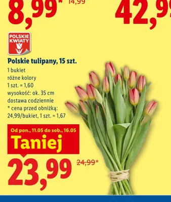 Polskie tulipany 15-pak promocja w Lidl