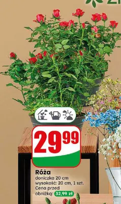 Róża promocja w Dino