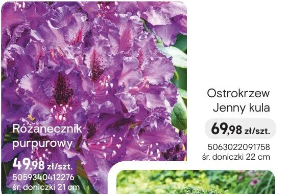 Ostrokrzew Jenny kula promocja w Castorama