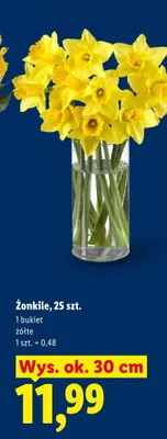 Żonkile 25 szt. promocja w Lidl