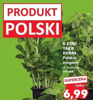 Oregano w doniczce promocja w Kaufland