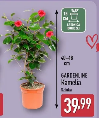 Kamelia promocja w Aldi