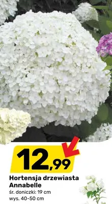 Hortensja drzewiasta Annabelle promocja w Bricomarche