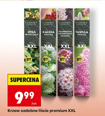Krzew ozdobne liście premium XXL Biedronka promocja w Biedronka