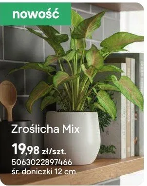 Zroślicha Mix promocja w Castorama