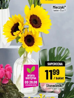 Słoneczniki promocja w POLOmarket