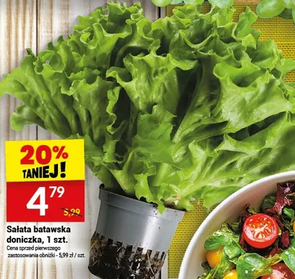 Sałata batawska doniczka promocja w Twój Market