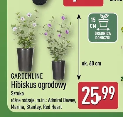 Hibiskus ogrodowy Gardenline promocja w Aldi