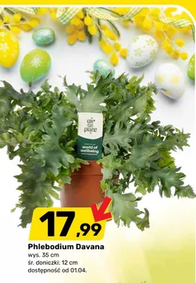 Phlebodium Davana promocja w Bricomarche