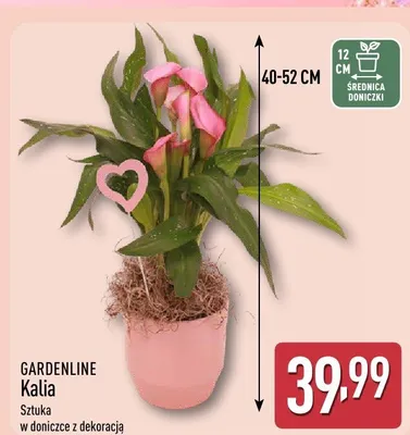Kalia GARDENLINE w doniczce z dekoracją promocja w Aldi