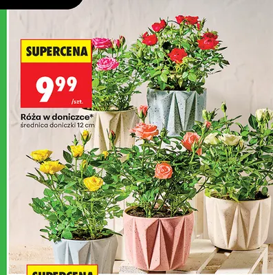 Róża w doniczce promocja w Biedronka