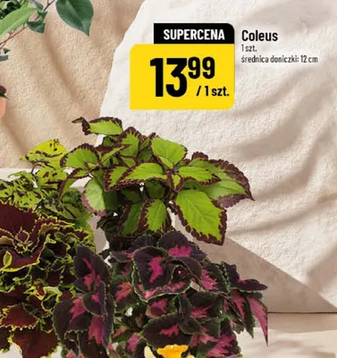 Coleus 1 szt. średnica doniczki: 12 cm promocja w POLOmarket