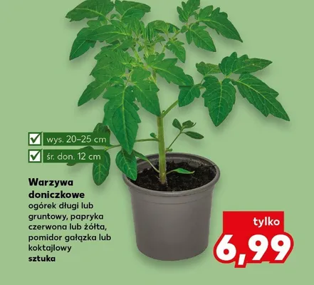 Warzywa doniczkowe pomidor gałązka lub koktajlowy promocja w Kaufland