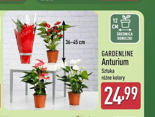 Anturium Gardenline promocja w Aldi