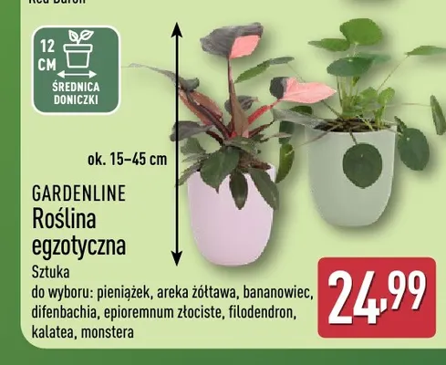 Roślina egzotyczna Gardenline promocja w Aldi