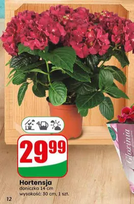 Hortensja doniczka 14cm wysokość 30cm promocja w Dino