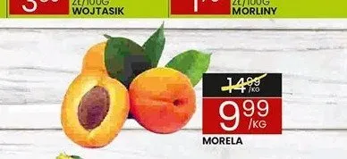 Morela promocja w Wafelek
