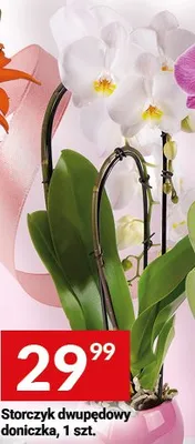 Storczyk dwupędowy doniczkowy promocja w Twój Market