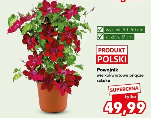 Powojnik wielkokwiatowe pnącze polski promocja w Kaufland