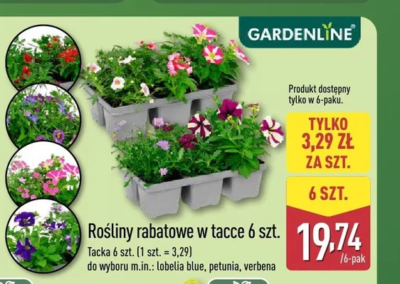 Rośliny rabatowe w tacce GARDENLINE verbena 6-pak promocja w Aldi