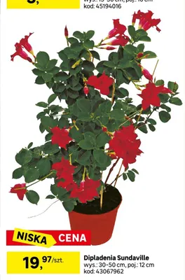Dipladenia sundaville wys.: 30-50cm, poj.: 12cm promocja w Leroy Merlin