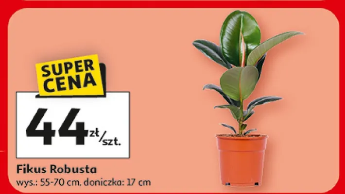 Fikus Robusta promocja w Auchan
