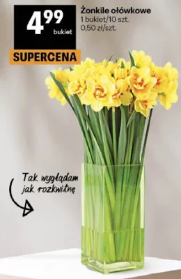 Żonkile ołówkowe promocja w Delikatesy Centrum