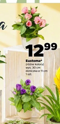 Eustoma promocja w Netto