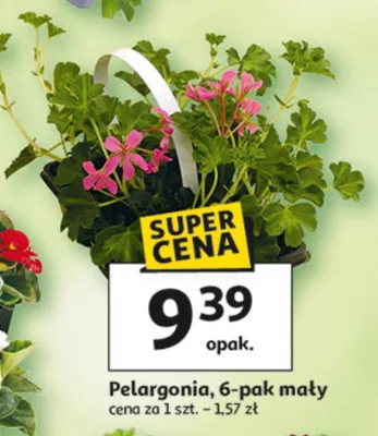 Pelargonia 6-pak mały promocja w Auchan