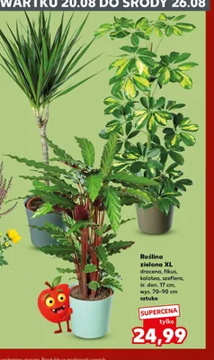 Roślina zielona Xl dracena promocja w Kaufland