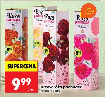 Krzew róża pachnąca różne rodzaje promocja w Biedronka