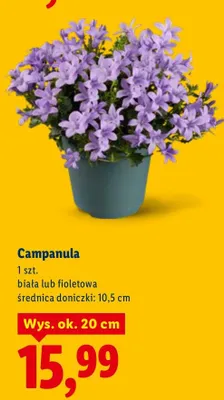 Campanula, biała lub fioletowa promocja w Lidl