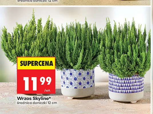Wrzos Skyline promocja w Biedronka