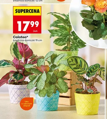 Calatea promocja w Biedronka