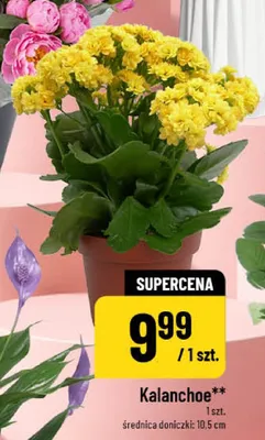 Kalanchoe promocja w POLOmarket