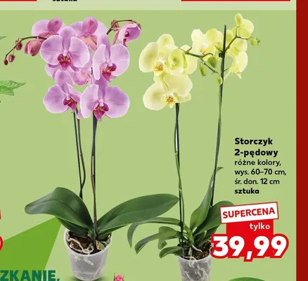 Storczyk 2-pędowy promocja w Kaufland