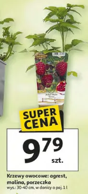 Krzewy owocowe agrest, malina, porzeczka promocja w Auchan