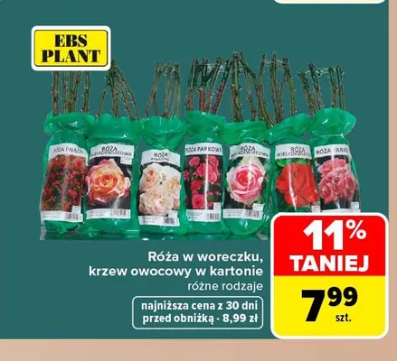 Róża w woreczku Ebs Plant promocja w Carrefour