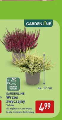 Wrzos zwyczajny Gardenline promocja w Aldi