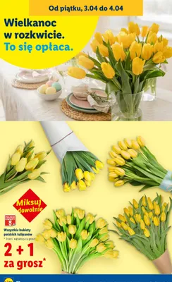 Bukiety polskich tulipanów, wszystkie promocja w Lidl