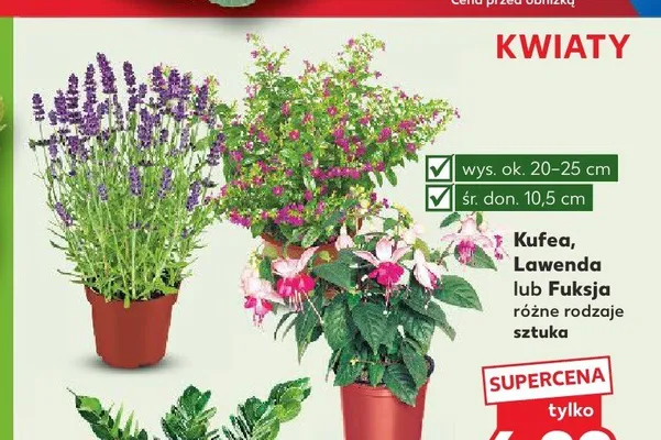 Kufea promocja w Kaufland