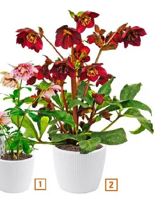 Ciemiernik kwitnący wys. ok. 30 cm promocja w OBI