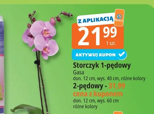 Storczyk 1-pędowy Gasa promocja w Leclerc