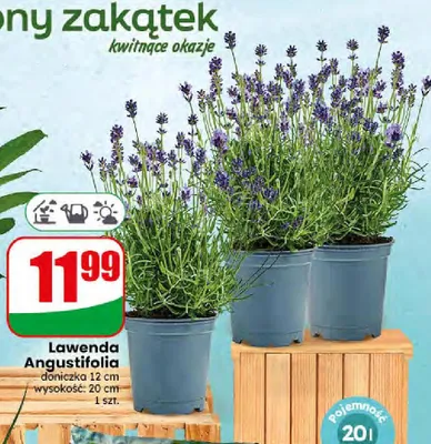Lawenda Angustifolia doniczka 12 cm promocja w Dino