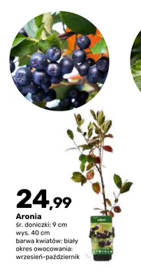 Aronia promocja w Bricomarche